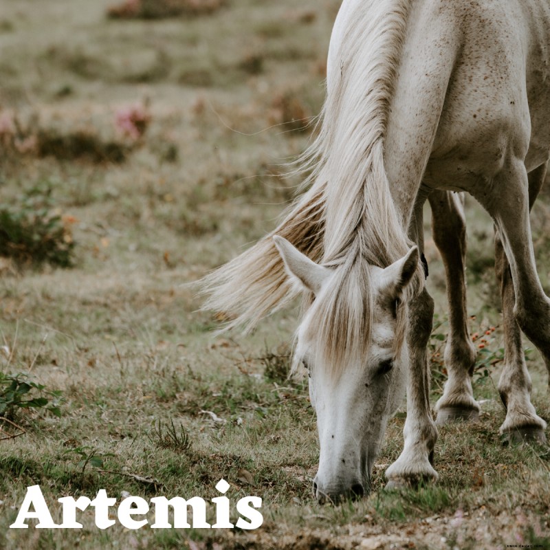 20 legendäre Namen für Pferde aus der griechischen Mythologie 