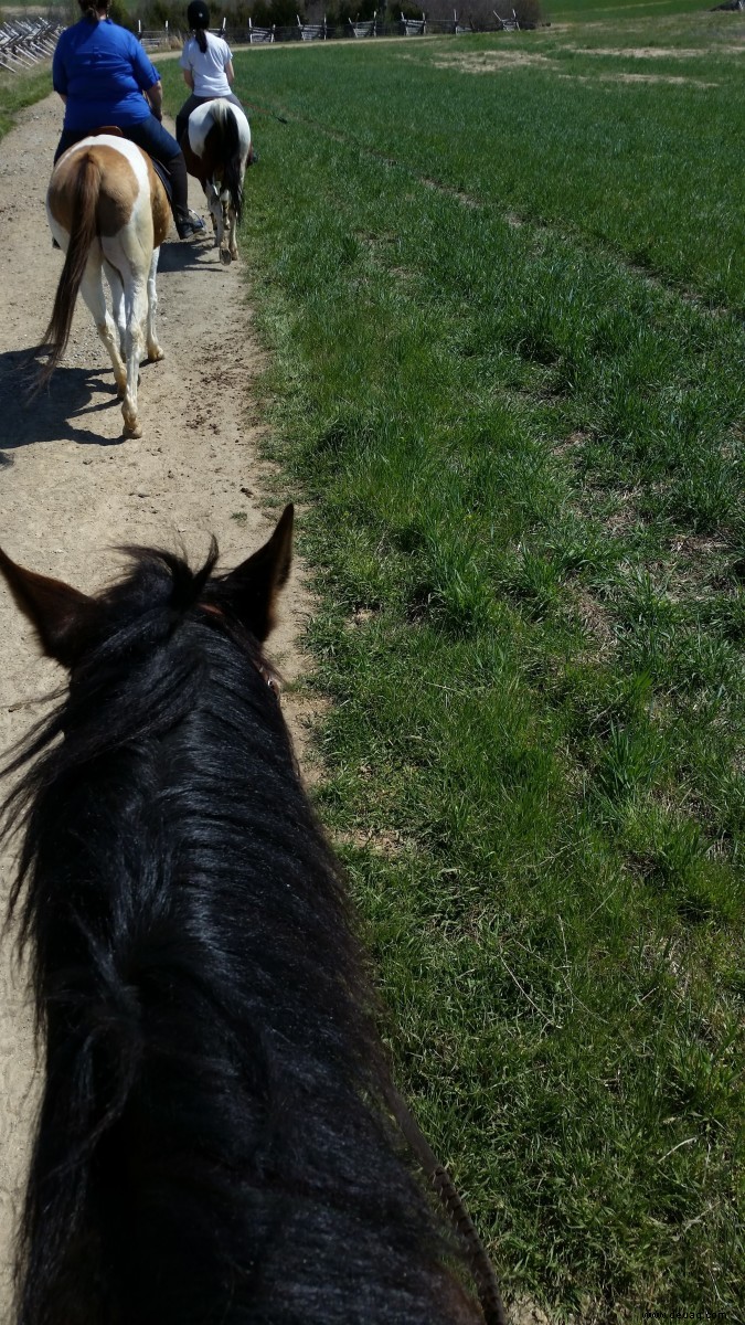 Zehn Missverständnisse über das Reiten aufgeklärt 