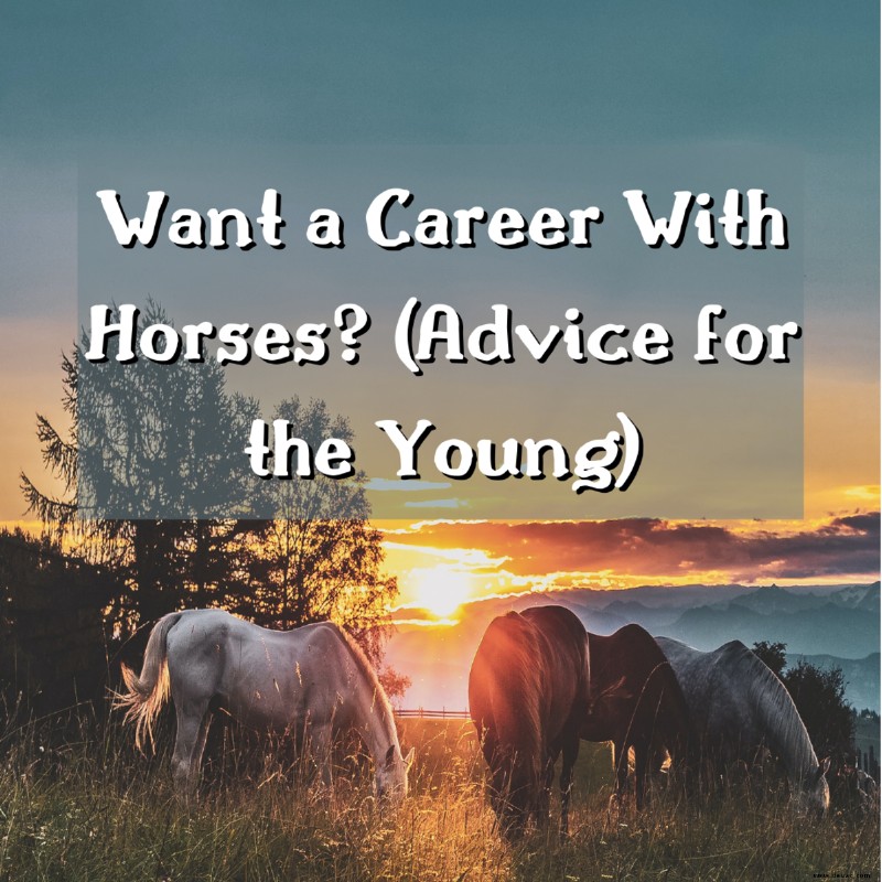 Karriere mit Pferden:Tipps für junge Reiter 