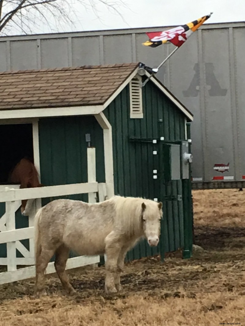 Hilfreiche Ratschläge für den Kauf eines Pony-Ride-Ponys 