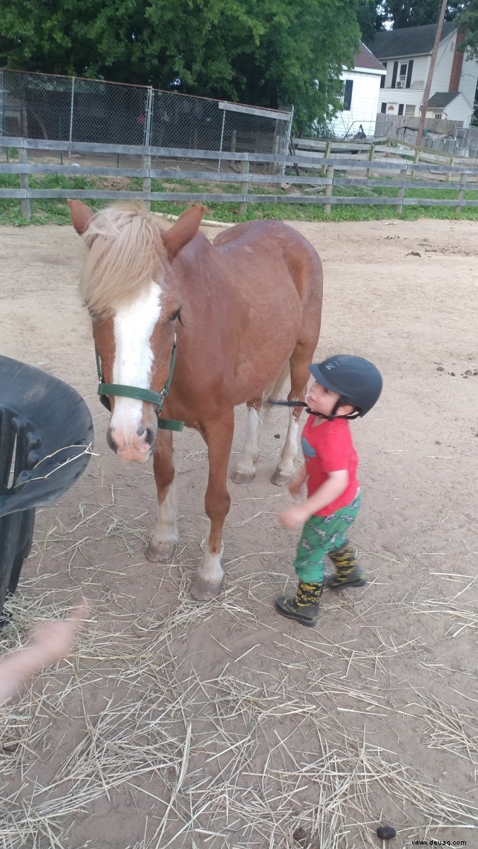 Hilfreiche Ratschläge für den Kauf eines Pony-Ride-Ponys 