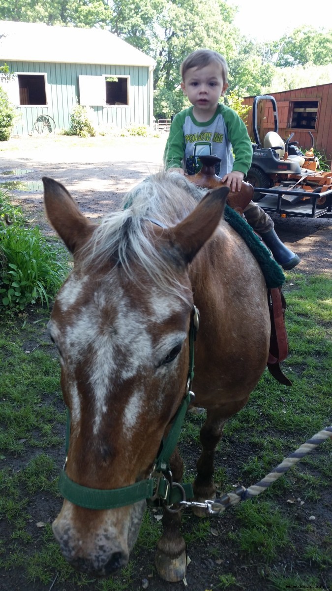 Hilfreiche Ratschläge für den Kauf eines Pony-Ride-Ponys 