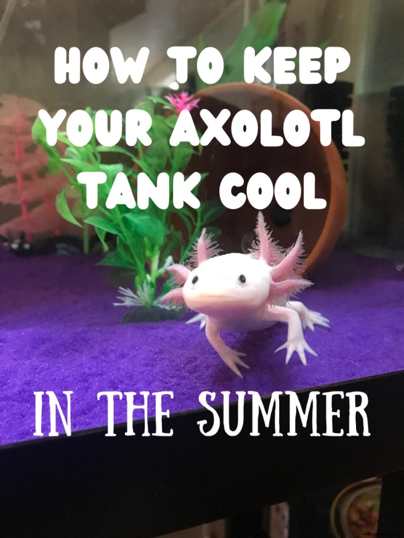 5 Möglichkeiten, ein Axolotl-Aquarium im Sommer kühl zu halten (ohne Aquarienkühler) 