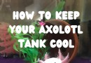 5 Möglichkeiten, ein Axolotl-Aquarium im Sommer kühl zu halten (ohne Aquarienkühler) 