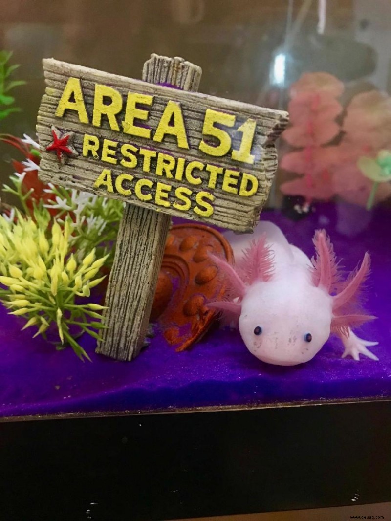 5 Möglichkeiten, ein Axolotl-Aquarium im Sommer kühl zu halten (ohne Aquarienkühler) 