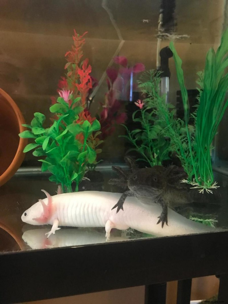 5 Möglichkeiten, ein Axolotl-Aquarium im Sommer kühl zu halten (ohne Aquarienkühler) 