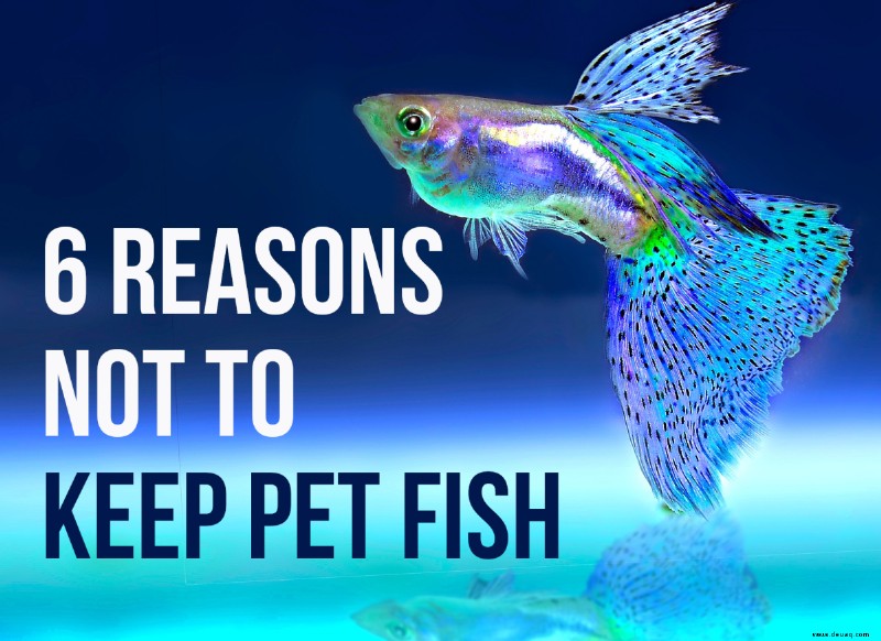 6 Gründe, keine Haustierfische zu haben 