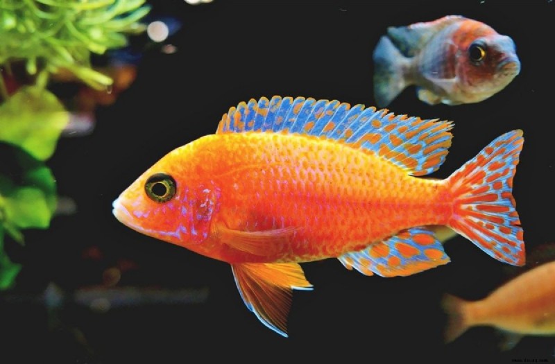 6 Gründe, keine Haustierfische zu haben 