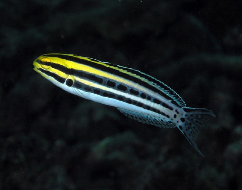 Fang Blennies:Der Aquarienfisch mit Heroin-ähnlichem Gift 