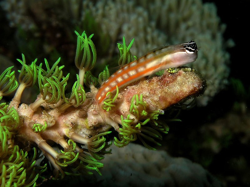 Fang Blennies:Der Aquarienfisch mit Heroin-ähnlichem Gift 