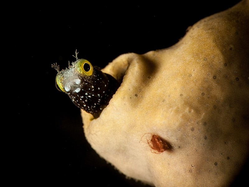 Fang Blennies:Der Aquarienfisch mit Heroin-ähnlichem Gift 