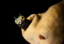Fang Blennies:Der Aquarienfisch mit Heroin-ähnlichem Gift 