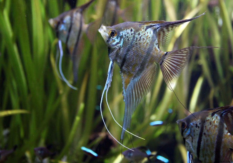 Warum jagen Aquarienfische einander? 