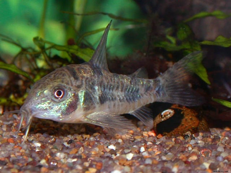 Cory Catfish Care Guide:Panzerkameraden, Verhalten und FAQ 