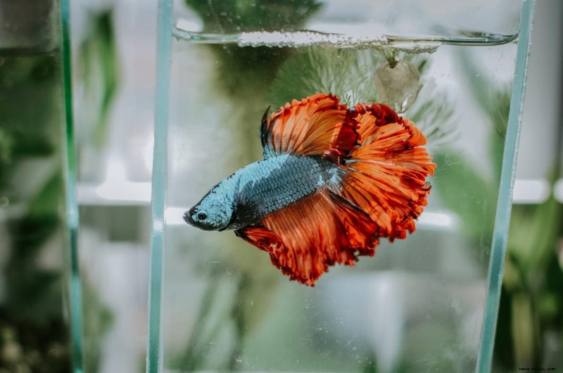 Top 10 Betta Fish Fakten und Tipps für Anfänger 