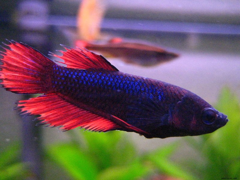 Top 10 Betta Fish Fakten und Tipps für Anfänger 