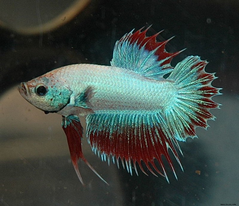 Top 10 Betta Fish Fakten und Tipps für Anfänger 