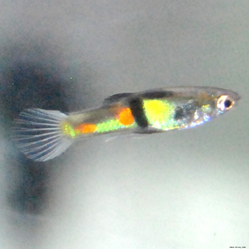 Ist der Endlers Livebearer wirklich ein Guppy? 