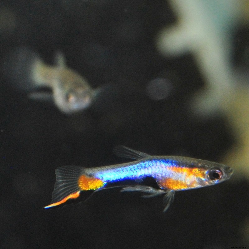 Ist der Endlers Livebearer wirklich ein Guppy? 