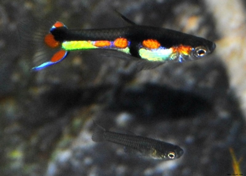 Ist der Endlers Livebearer wirklich ein Guppy? 