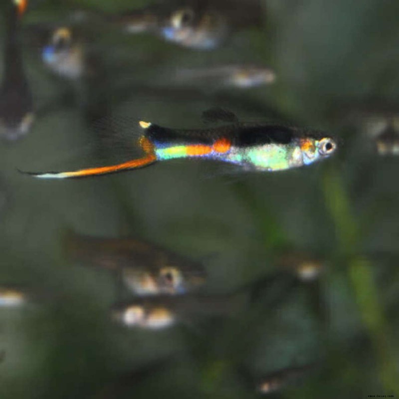 Ist der Endlers Livebearer wirklich ein Guppy? 