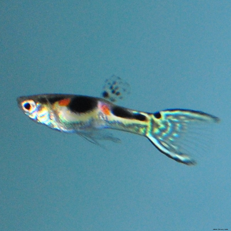 Ist der Endlers Livebearer wirklich ein Guppy? 