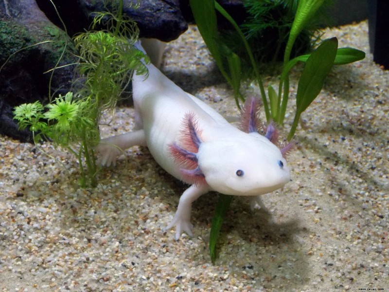 Wie schwierig ist es, Axolotl zu pflegen? 