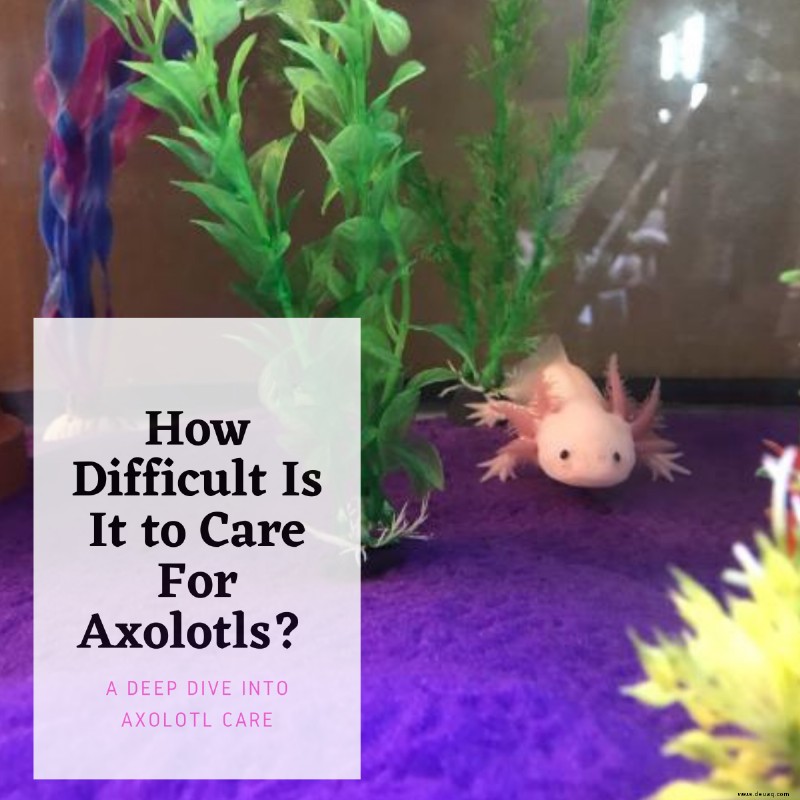 Wie schwierig ist es, Axolotl zu pflegen? 