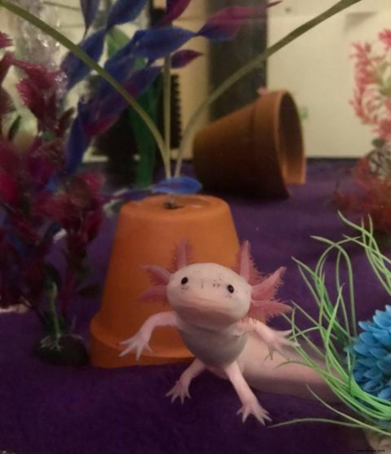 Wie schwierig ist es, Axolotl zu pflegen? 