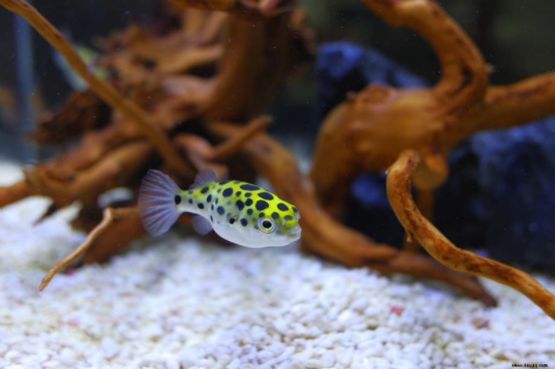 7 beliebte Fische, die die meisten Aquarienbesitzer vermeiden sollten 