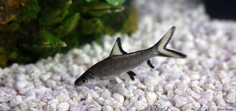 7 beliebte Fische, die die meisten Aquarienbesitzer vermeiden sollten 
