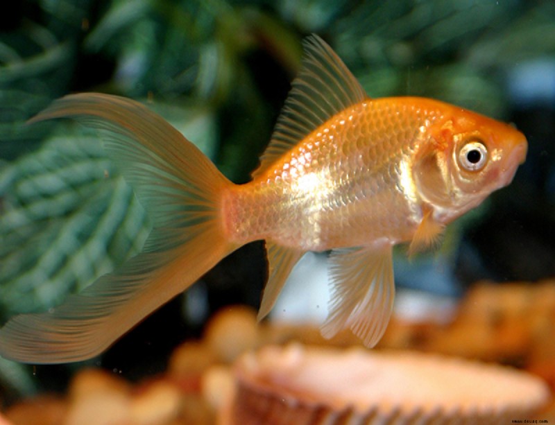 7 beliebte Fische, die die meisten Aquarienbesitzer vermeiden sollten 