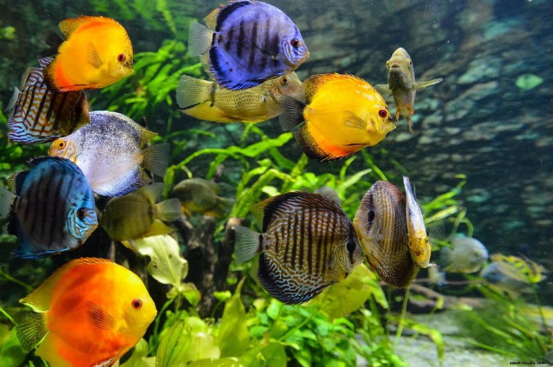 25 beste Angelfish-Panzerkameraden für ein Gemeinschaftsaquarium 