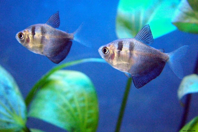 25 beste Angelfish-Panzerkameraden für ein Gemeinschaftsaquarium 