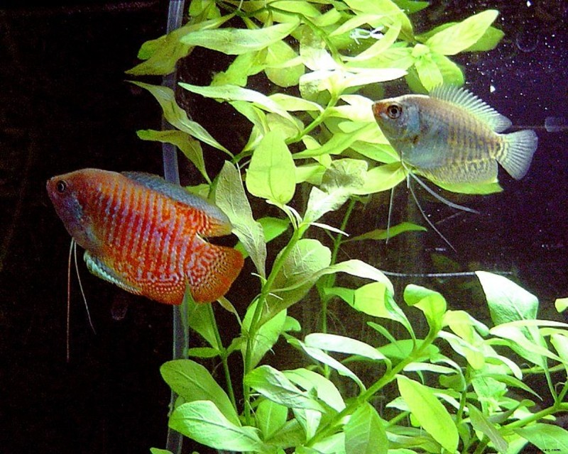 25 beste Angelfish-Panzerkameraden für ein Gemeinschaftsaquarium 