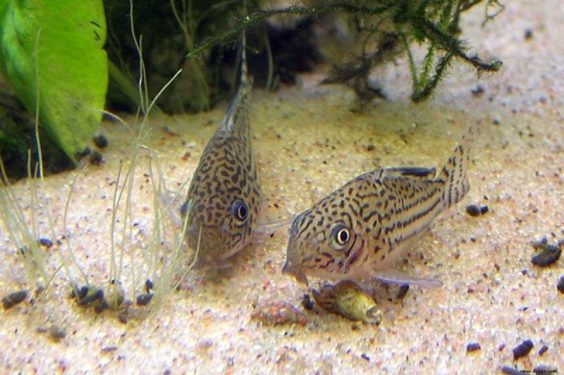 Die 10 besten Fischschwärme für ein Süßwasseraquarium 