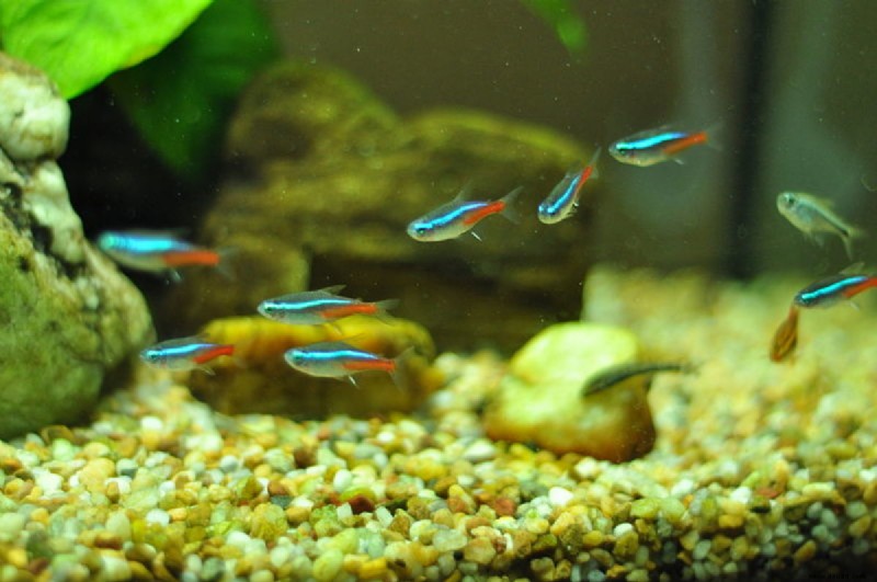 Die 10 besten Fischschwärme für ein Süßwasseraquarium 