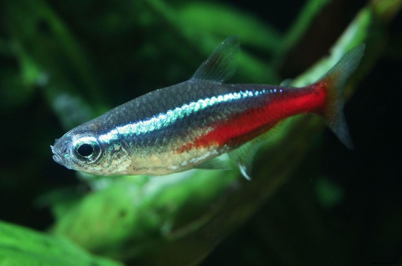 Die 10 besten Fischschwärme für ein Süßwasseraquarium 