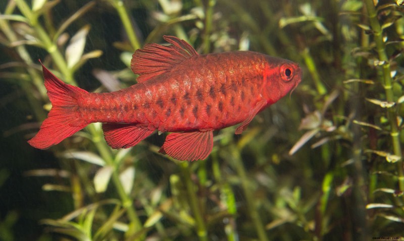 Die 10 besten Fischschwärme für ein Süßwasseraquarium 