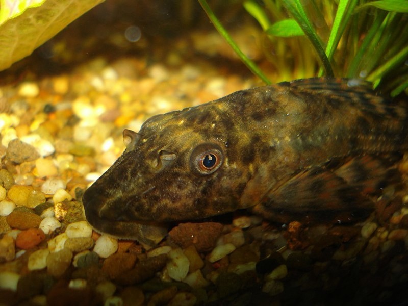 Gewöhnliche Plecostomus-Fische Pflege, Größe, Panzerkameraden und Lebensdauer 