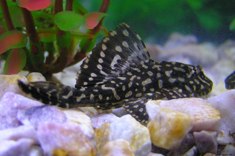 Gewöhnliche Plecostomus-Fische Pflege, Größe, Panzerkameraden und Lebensdauer 