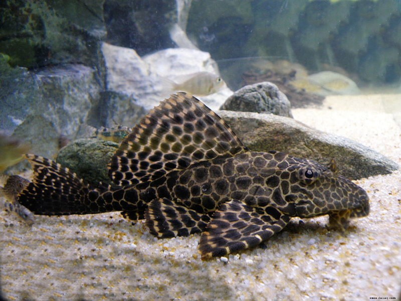 Gewöhnliche Plecostomus-Fische Pflege, Größe, Panzerkameraden und Lebensdauer 