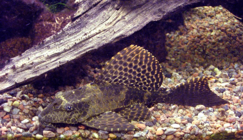 Gewöhnliche Plecostomus-Fische Pflege, Größe, Panzerkameraden und Lebensdauer 