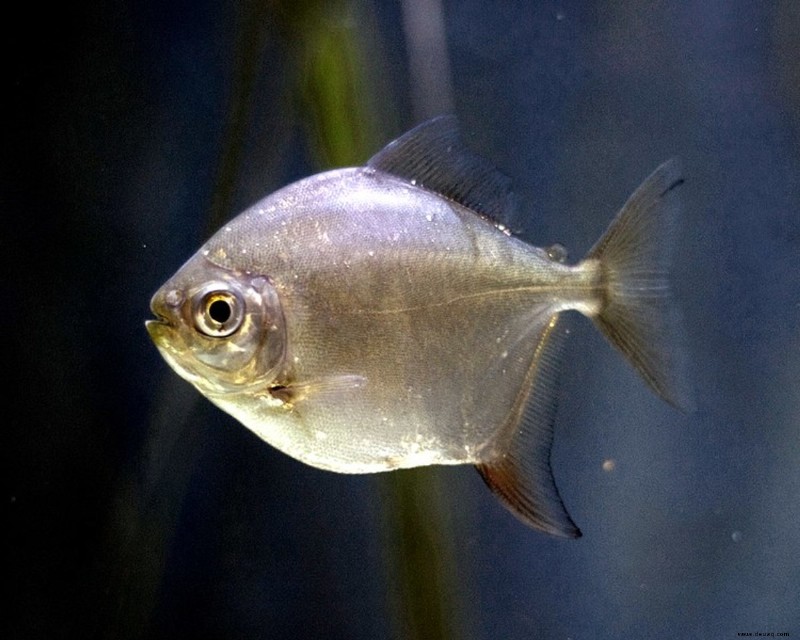 Die 10 besten großen Fische für ein Süßwasseraquarium 