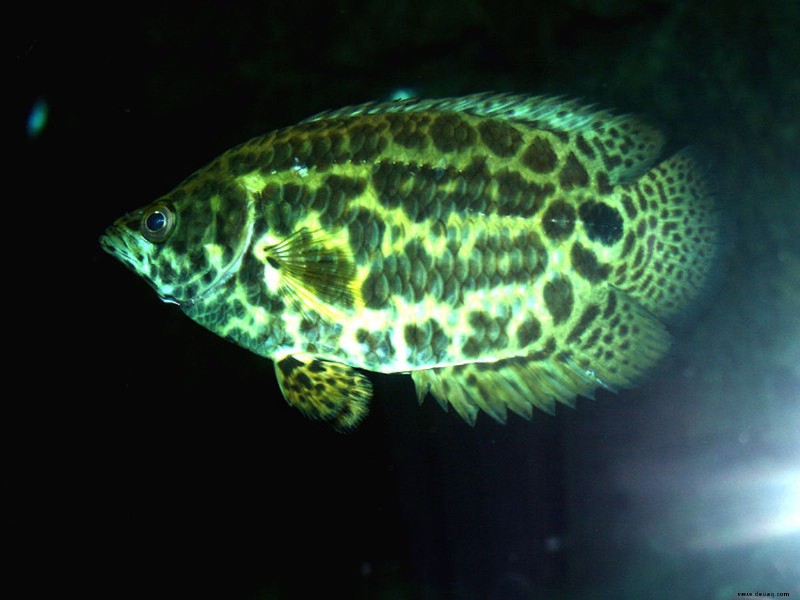 Die 10 besten großen Fische für ein Süßwasseraquarium 