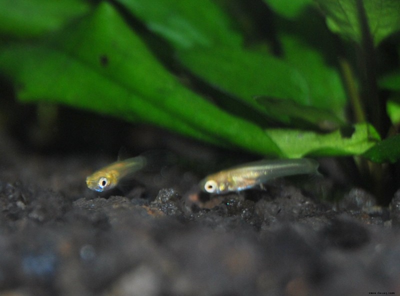 Können Guppys Babys ohne Männchen bekommen? 