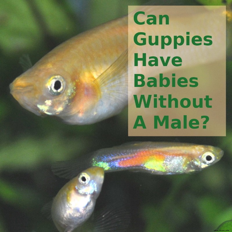 Können Guppys Babys ohne Männchen bekommen? 