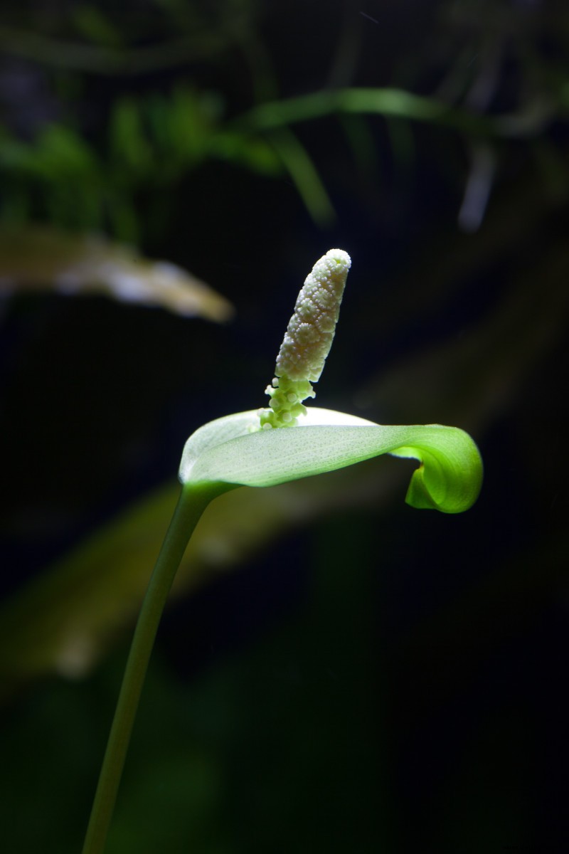 Einfache und beste Aquarienpflanzen 