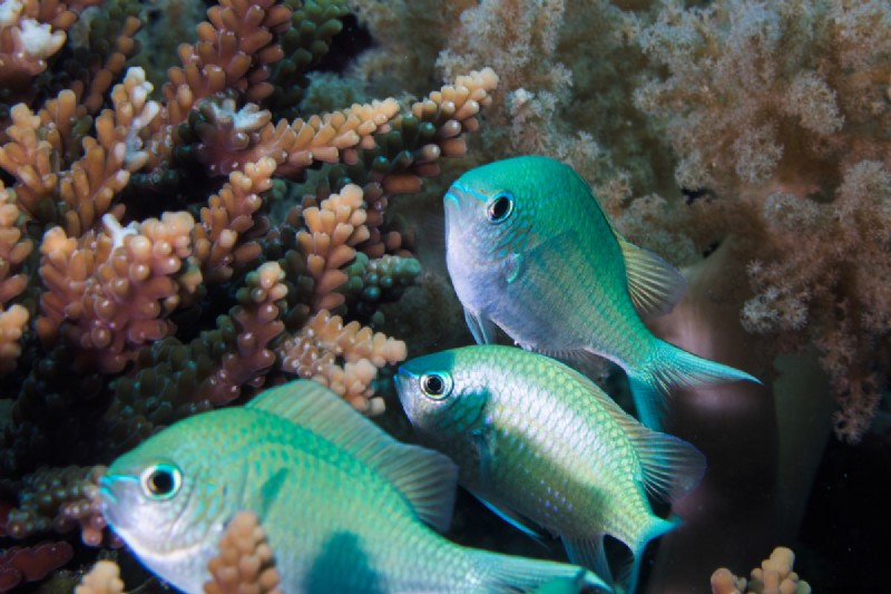 Salzwasser-Aquarienfische für Anfänger 