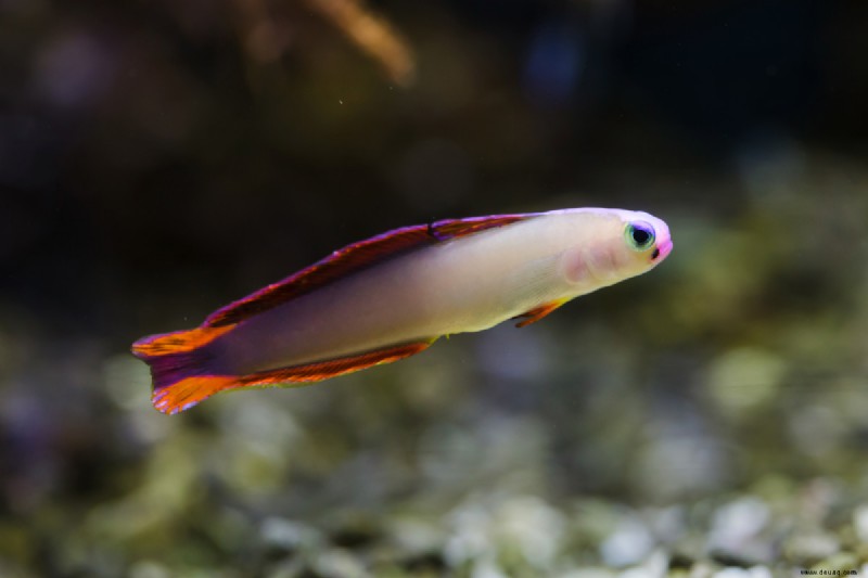 Salzwasser-Aquarienfische für Anfänger 